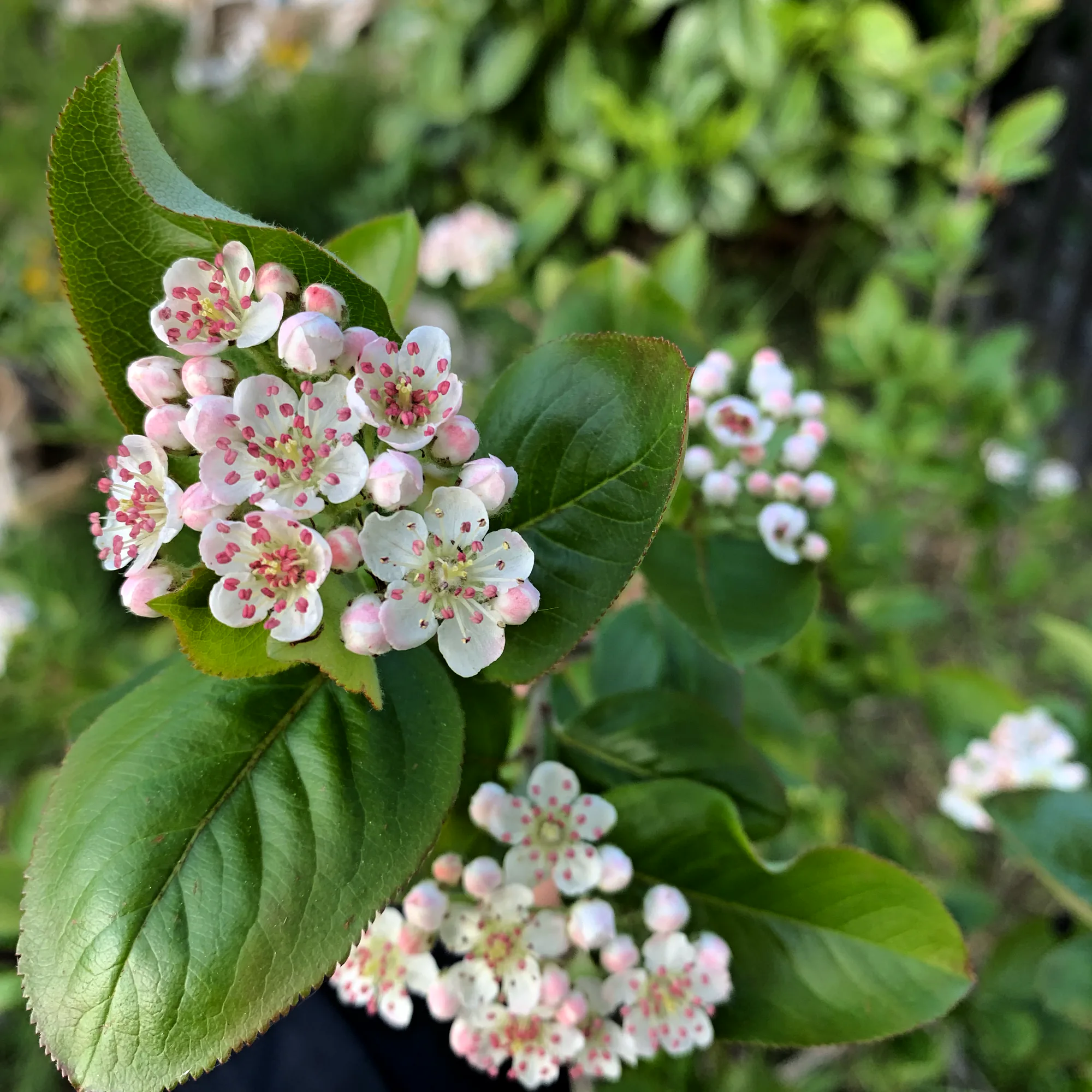 A cluster of small white blossom with deep pink centres, opening against glossy green leaves.