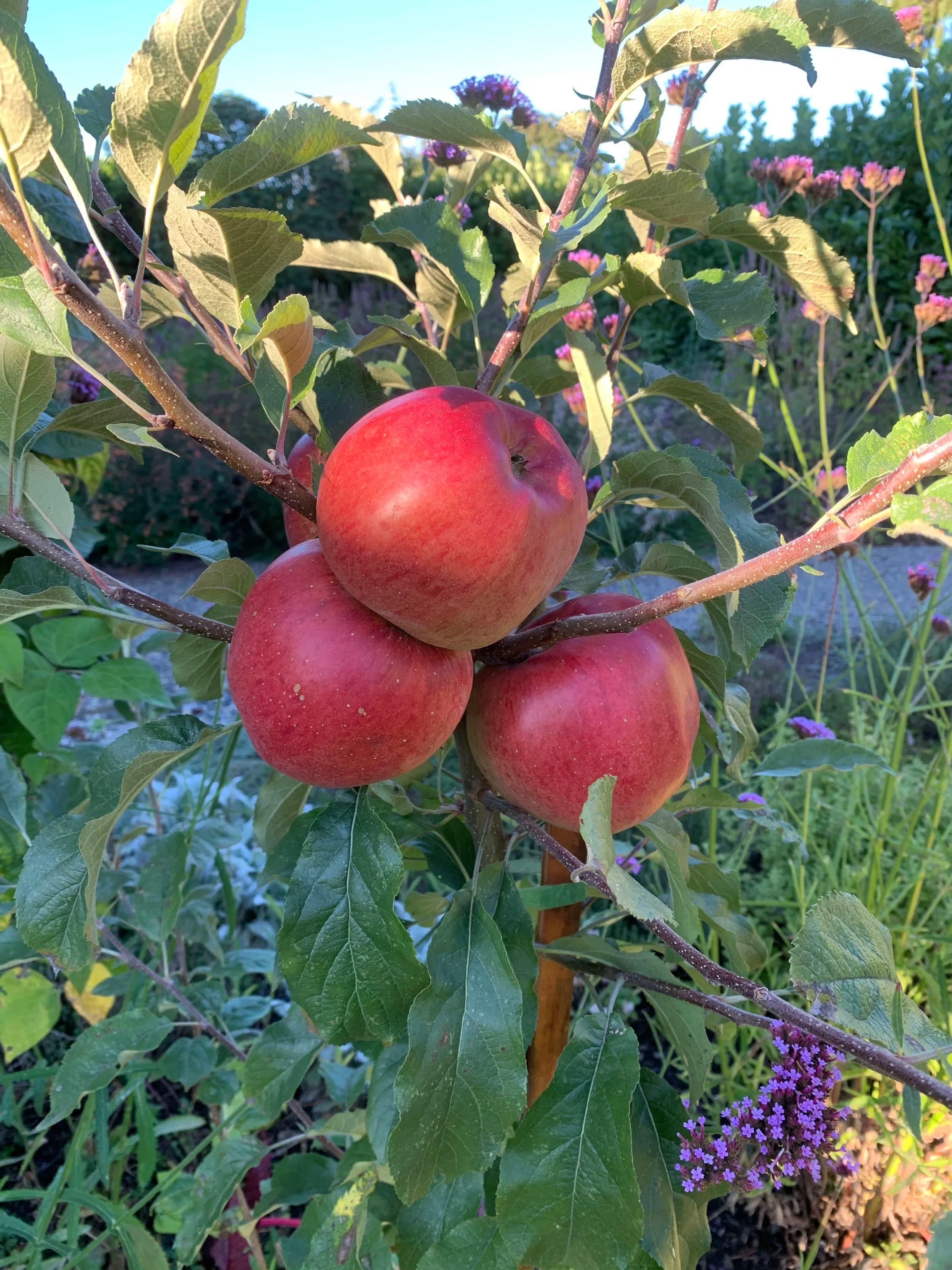 Three ripe red apples clustered on a young branch, backed by verbena and late-summer perennials.