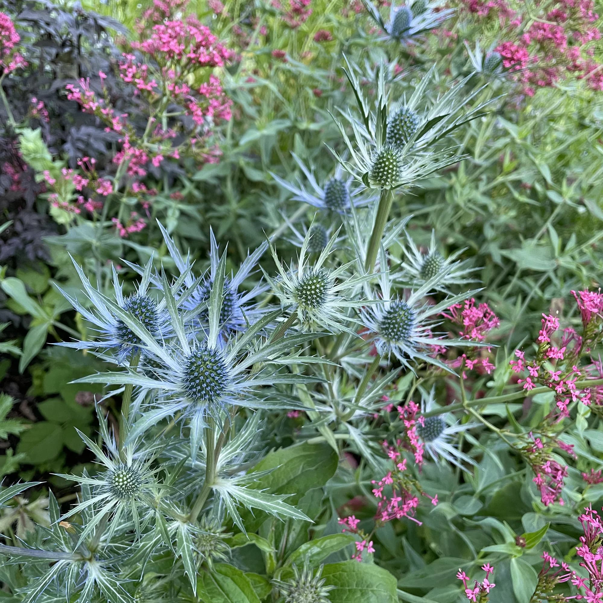 Steel-blue sea holly in flower, its spiny bracts standing among a drift of pink valerian.
